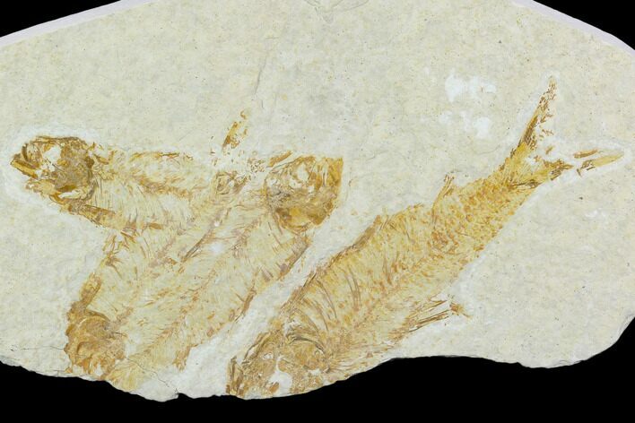 Fossil Fish Plate (Knightia) - Green River Formation #120001